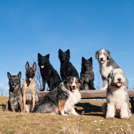 Valutate bene se avere più di un cane