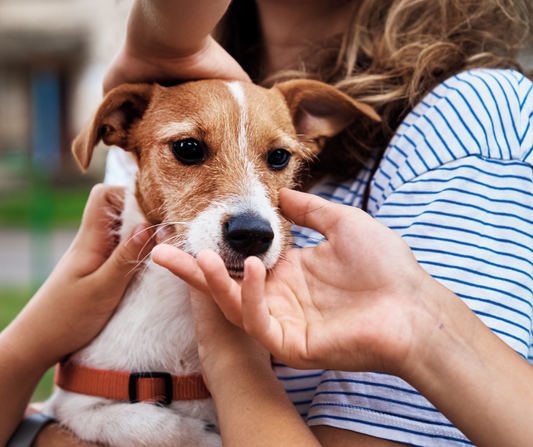 Le carezze al cane: quando è il momento giusto?