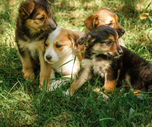 Basta cucciolate ad minchiam, si alla sterilizzazione