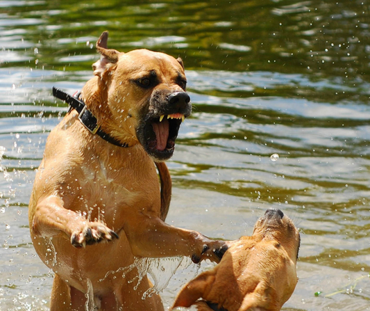 Risse tra Cani: Cosa Fare Quando Accadono - parte 2