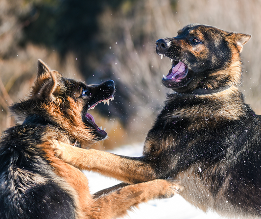 Risse tra Cani: Cosa Fare Quando Accadono - parte 1